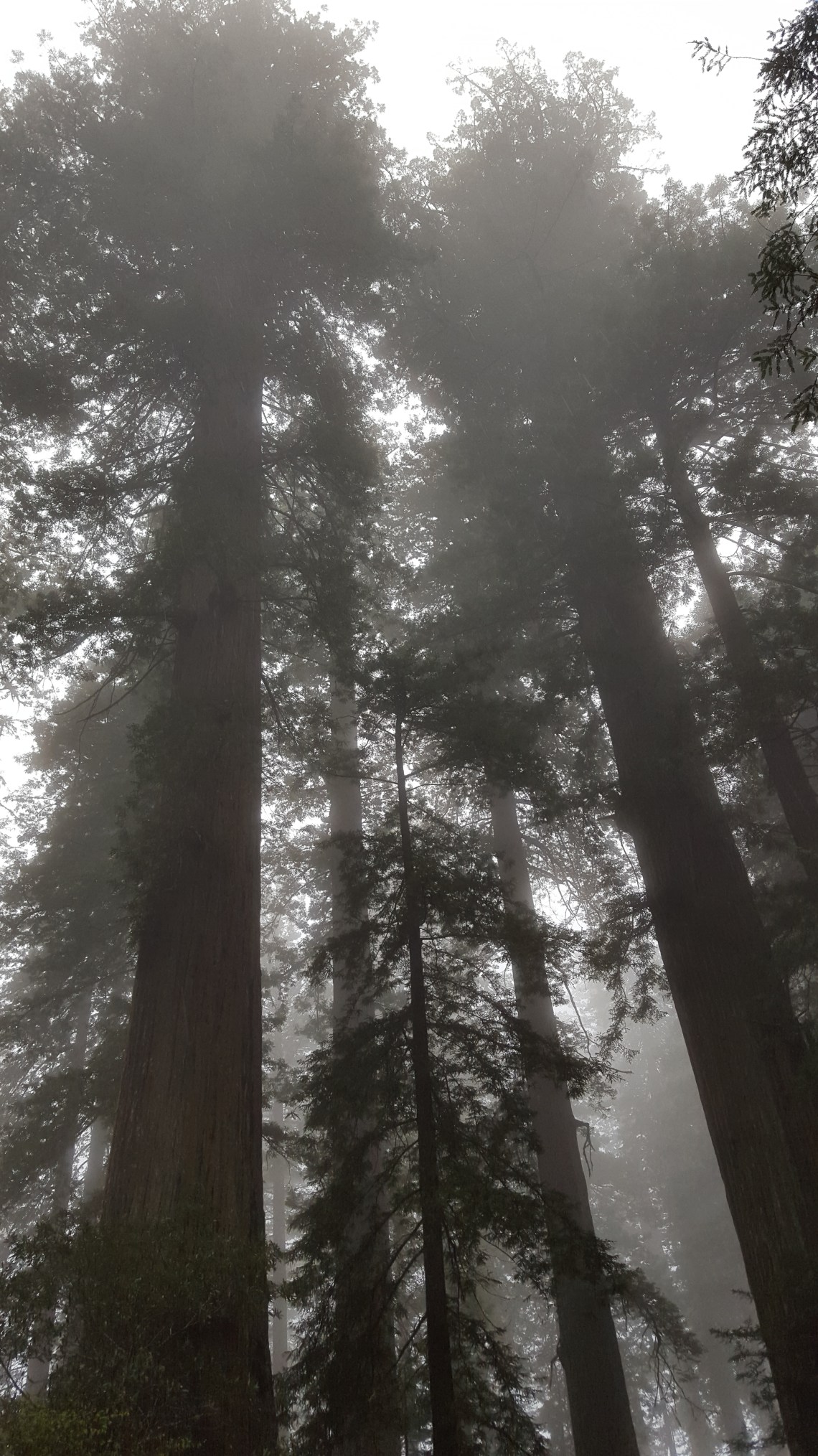 Lady Bird Johnson Grove Redwood National Parlk California 14.03.162016-03-14 12.03.26