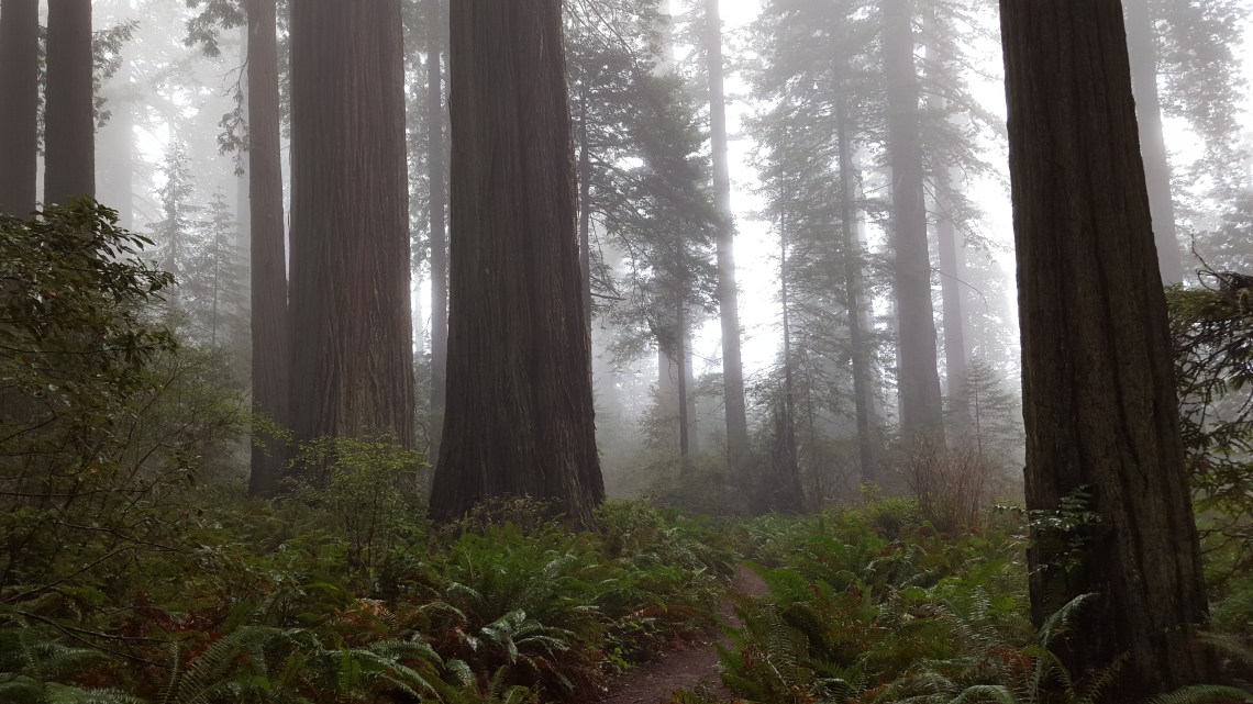 Lady Bird Johnson Grove Redwood National Parlk California 14.03.162016-03-14 12.09.27