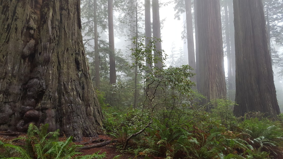 Lady Bird Johnson Grove Redwood National Parlk California 14.03.162016-03-14 12.09.55