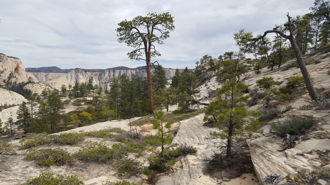 Wildcat Trail Zion National Park 21.03.162016-03-21 16.09.22