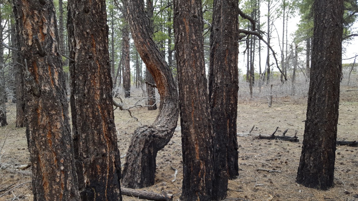Wildcat Trail Zion National Park 21.03.162016-03-21 17.47.57