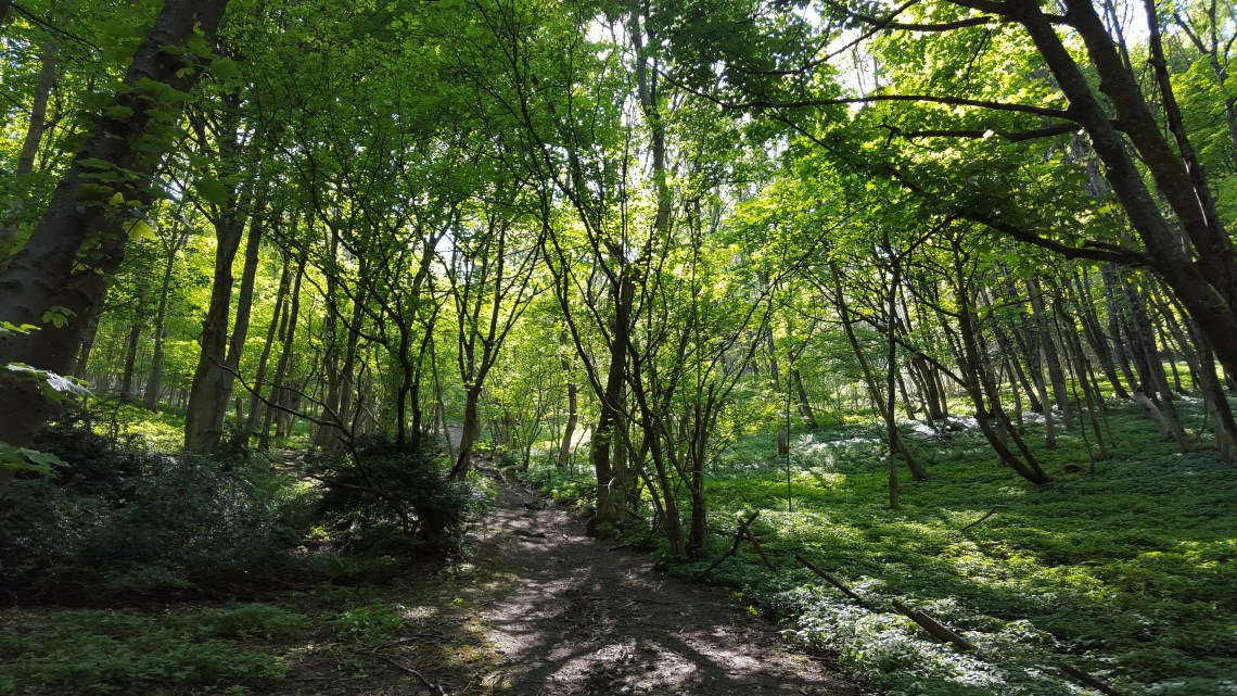 Chactonbury Ring West Sussex 26.05.1620160526_144800