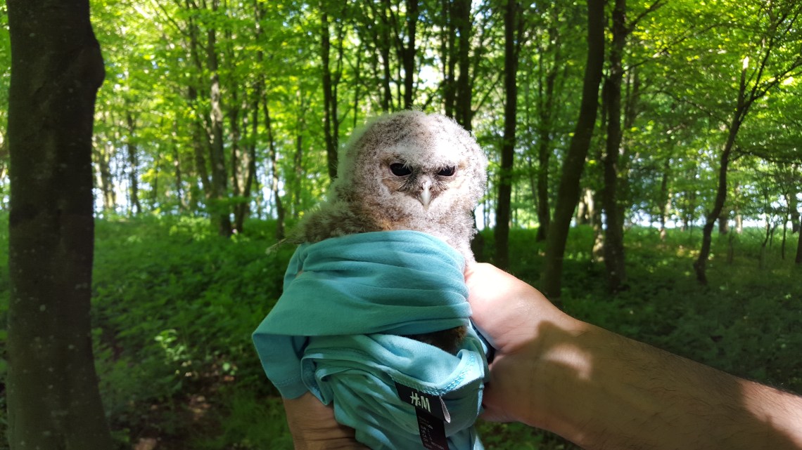 Chactonbury Ring West Sussex 26.05.1620160526_152012