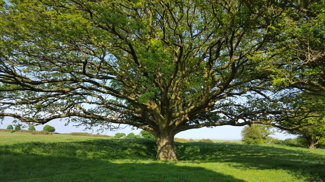 Cissy Ring West Sussex 26.05.1620160526_172900