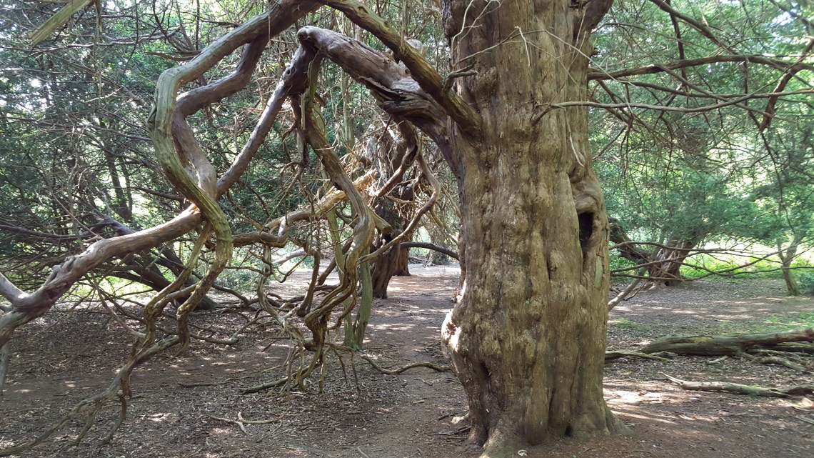 Kingley Vale Yew Trees West Sussex 28.05.1620160528_162953