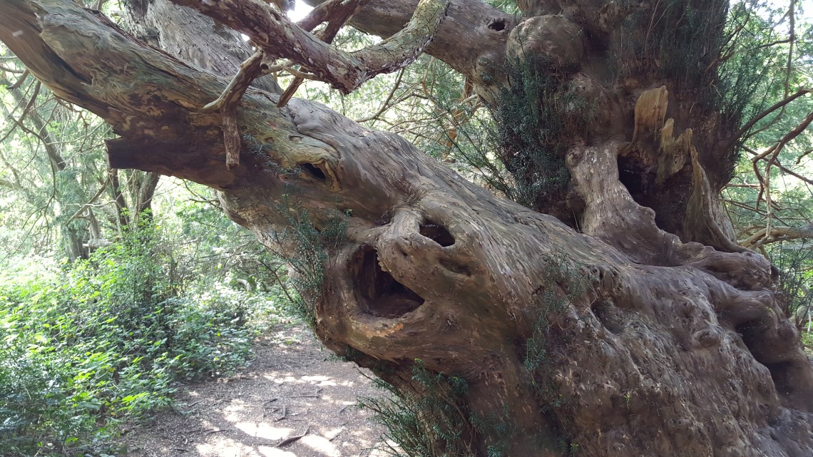 Kingley Vale Yew Trees West Sussex 28.05.1620160528_163134