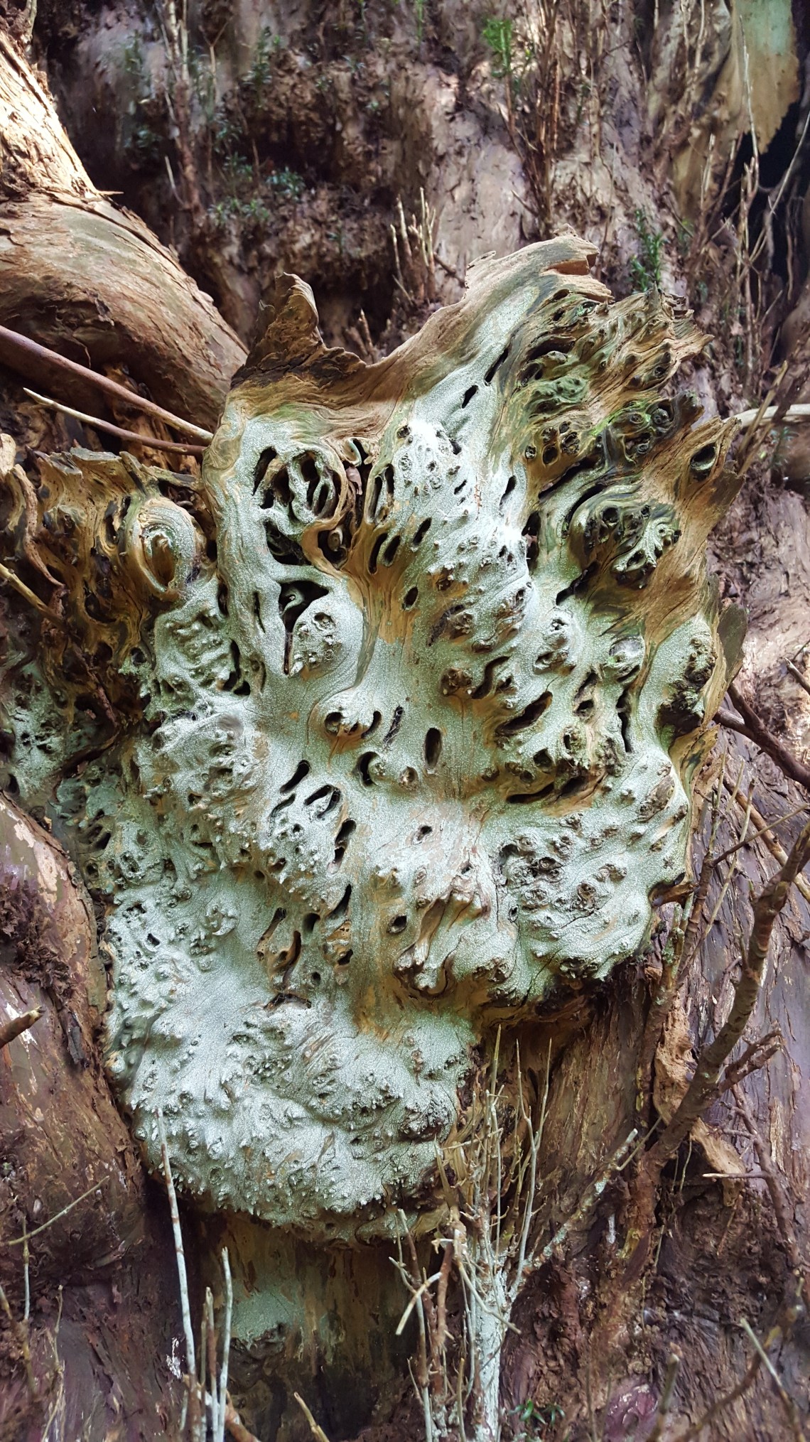 Kingley Vale Yew Trees West Sussex 28.05.1620160528_163806