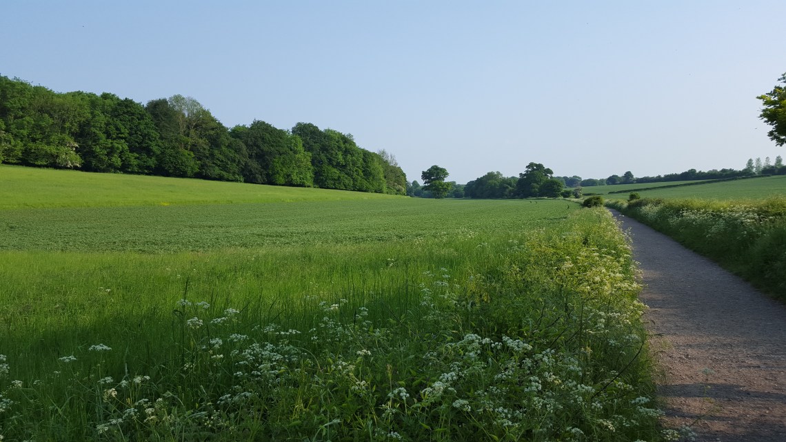 Kingley Vale Yew Trees West Sussex 28.05.1620160528_181527