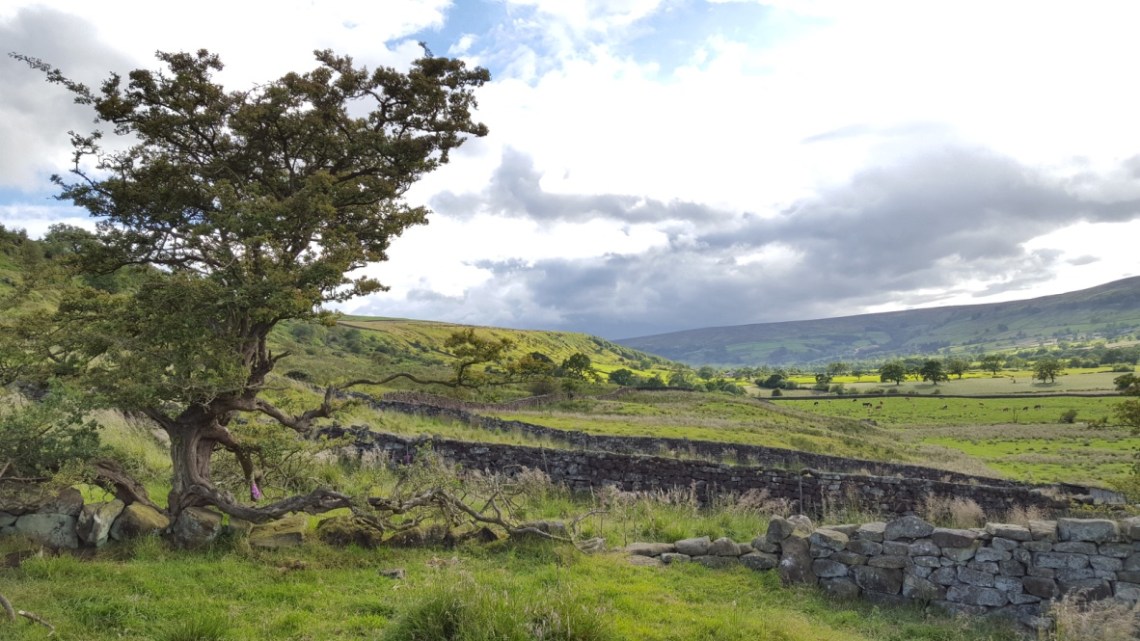 Glaisdonbry Festival Bank Hall Farm N Yorkshire 02.07.16 jpgthumb_IMG_20160703_005351_1024