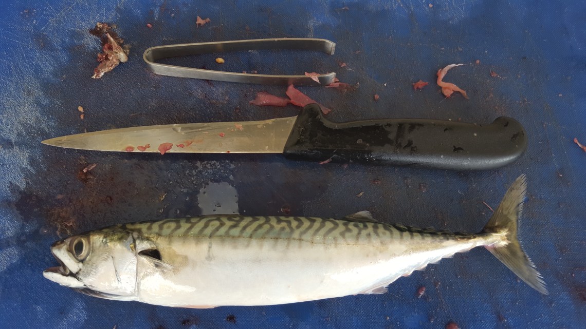 Makerel The Clipper Shaldon 30.07.1720170730_122002 copy