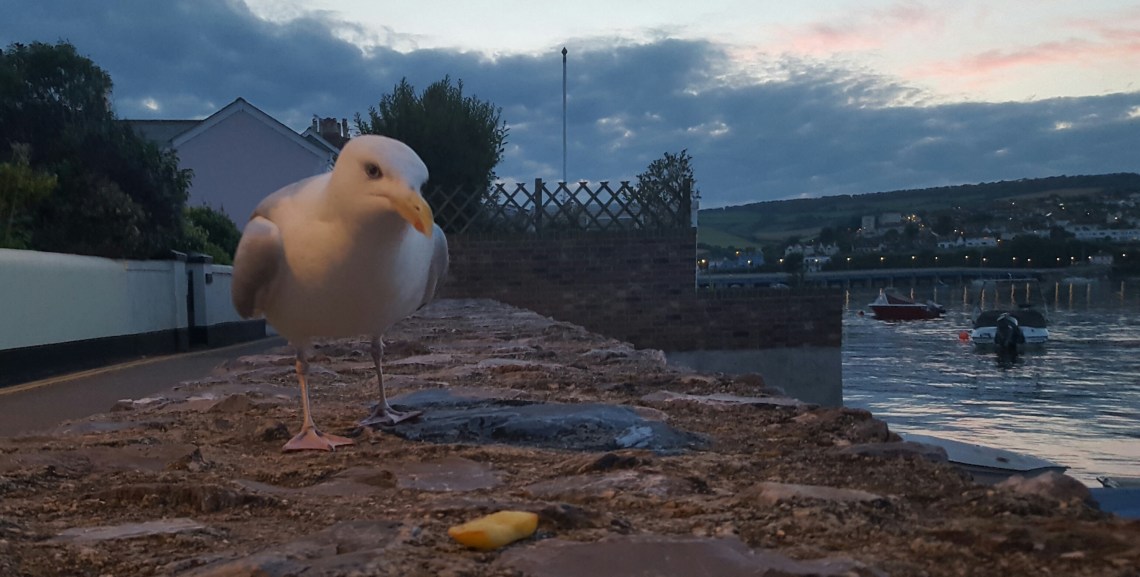 Seagulls 12.07.1720170712_223244 copy