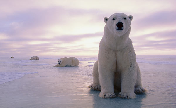 PolarBear-